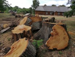 Ці законна высеклі дубы ў Берштах?  