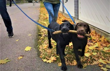 Прагулкі ўсляпую: у Беларусі хочуць навучаць сабак-павадыроў для невідушчых