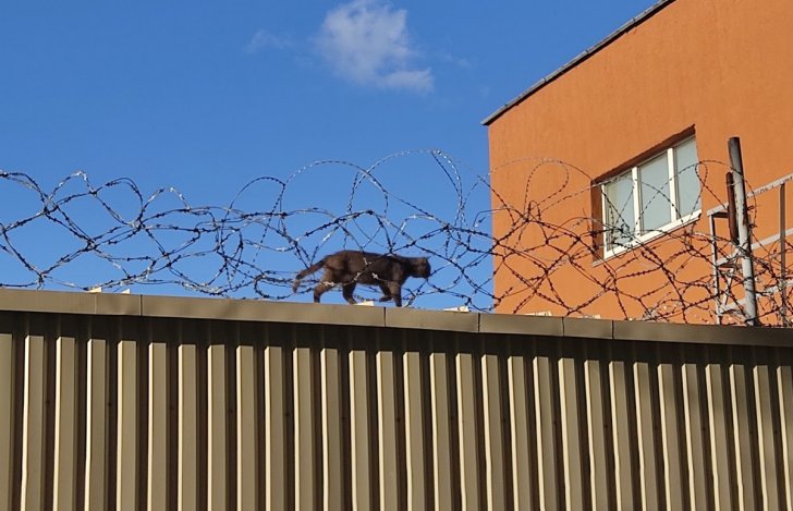 Адзіны шанец: родныя палітзэкаў пра тое, ці прасіць памілавання ў Лукашэнкі