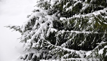 Пад знакам Пагоні 08.01.2019